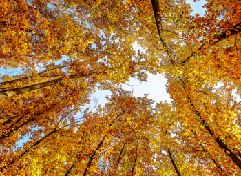 Nightingale Asset Management Our History